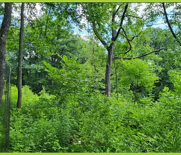Stewardship Days – Frick Park (evening)