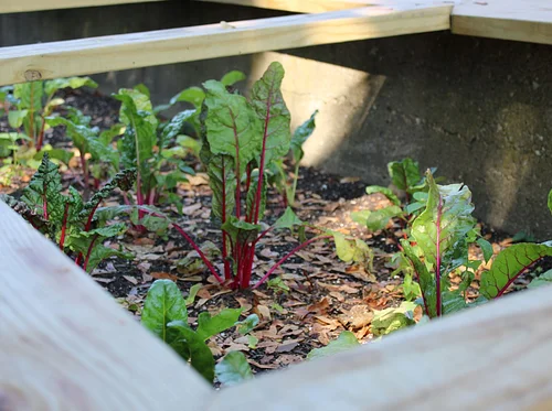 Garden to Table: Sweet Summer Solstice