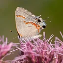 July Weekend Butterfly ID Class & Walk