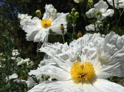 Guided Garden Tour – June 6