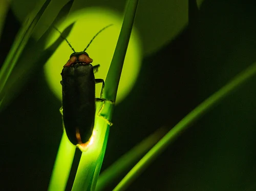 Nature at Night: Fireflies!