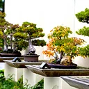 The Art of Bonsai