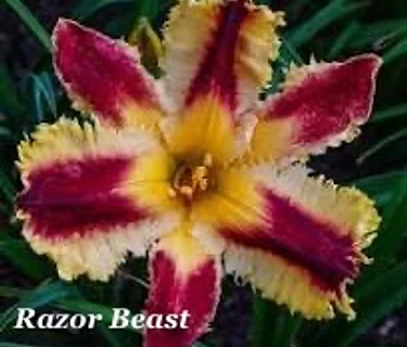 Free State Daylily Society Annual Bloom Show