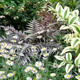 Fascinating World of Ferns
