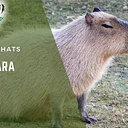 New World Animal Keeper Chat