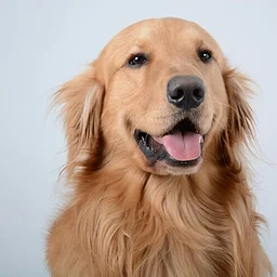 Be Well Pet a Pet