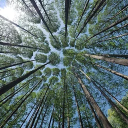 Room to Exhale: A Breathwork Journey into Nervous System Restoration, Mental Spaciousness & Peace