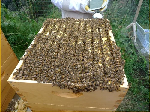 Beekeeping 101