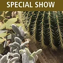 Mid-Iowa Cactus & Succulent Display and Sale