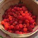Wineberry Hike and Harvest