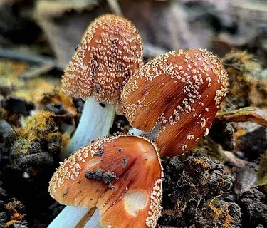 The Big Mushroom Hike