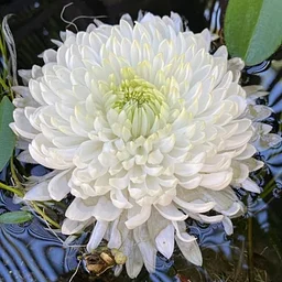 Chrysanthemum Show. Presented by the Southern California Chrysanthemum Society