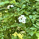 Is Green Always Good? – Caution of Invasive Plants