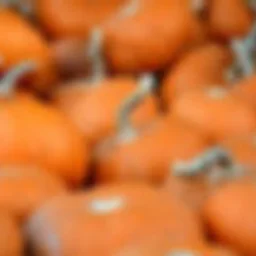 Steam Saturday October 11th Pumpkin Adventures