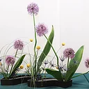 Ohara School of Ikebana Exhibition