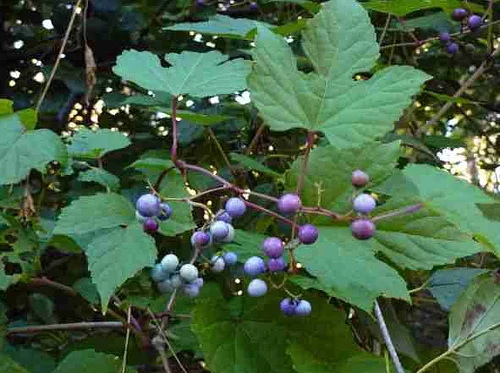 Invasive Plant Roundtable