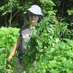 Help Tackle Invasive Plants
