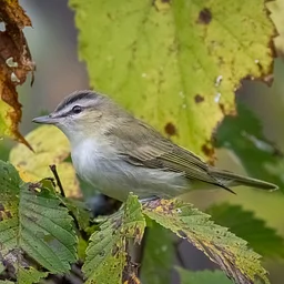 Friday Morning Fall Birding