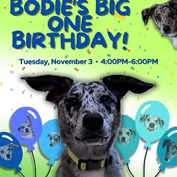 Bodie Is Turning ONE!