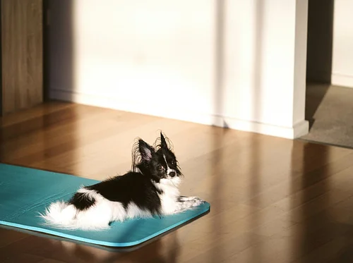 Puppy Yoga at The Market