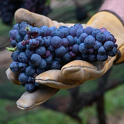 Annual Harvest Wine Dinner