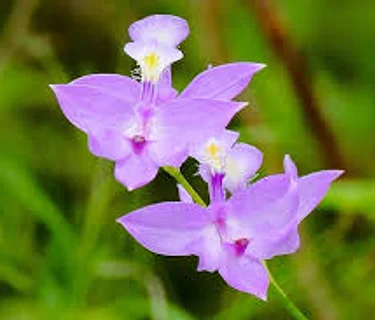 Wildflower Walk