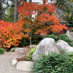 Fall Forest Bathing (Shinrin-Yoku)