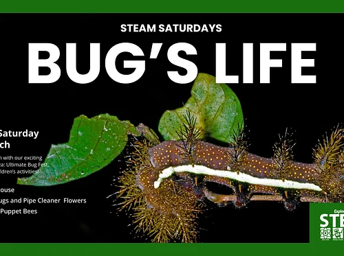 STEAM Saturdays: Bug’s Life