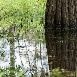 Science on Tap: Keeping it (Swamp) Eel