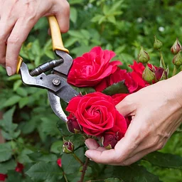 Preparing Your Roses for the Fall Bloom