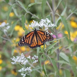 Monarchs