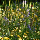 Garden & Estate Insider: Understanding Hardiness Zones and Plant Hardiness