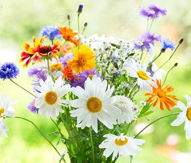 Local Vegies Day at the Farmer’s Market – July 18th