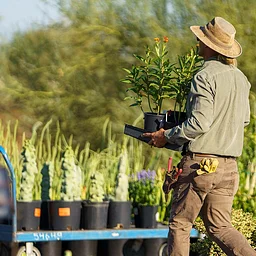 Desert Botanical Garden 50th Anniversary Plant Sale
