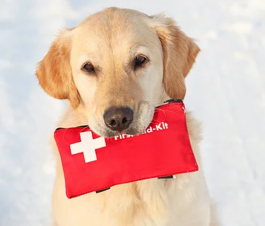 Pet First Aid Class
