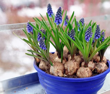 St. Patrick’s Day Dish Gardening