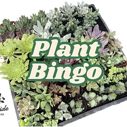 Plant Bingo