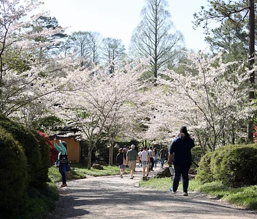 Cherry Blossom Festival