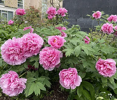 Tree Peony Tour