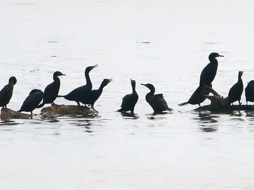 Aquatic Wild at Glen Foerd