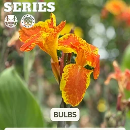 Free Community Workshop: Bulbs & Plant Swap