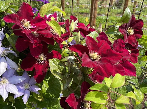 Clematis 101