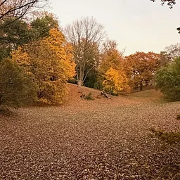 Late Autumn in Highland Park: A Guided Tour