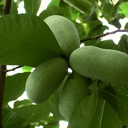 Pawpaw Fruit Picking Hike