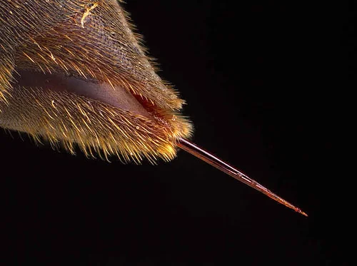 Webinar: Stings, Spores, and Stinks