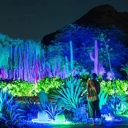 Jazz Music Night: Desert Oasis Garden After Dark