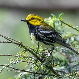 September Birding at Thorn Preserve