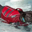 Dog Swim