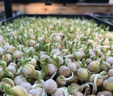 Indoor Seed Starting