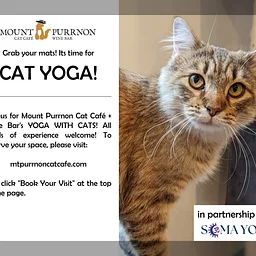 Yoga with Cats